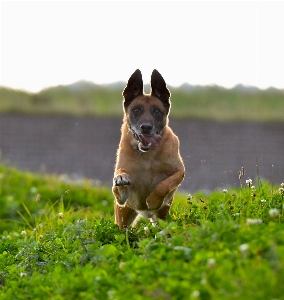 Foto Grama cachorro pular verão