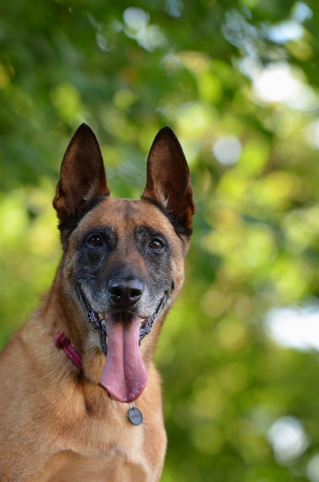 Cane maschio ritratto mammifero