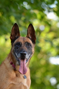 Foto Cachorro macho retrato mamífero