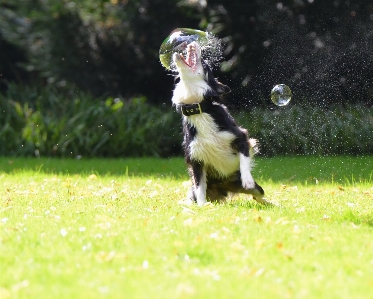 Grass puppy dog mammal Photo