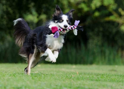 Meadow play sweet dog Photo