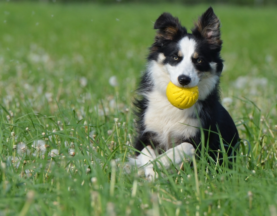 Herbe jouer chien mammifère