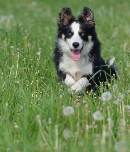 Foto Cachorro mamífero border collie
 vertebrado
