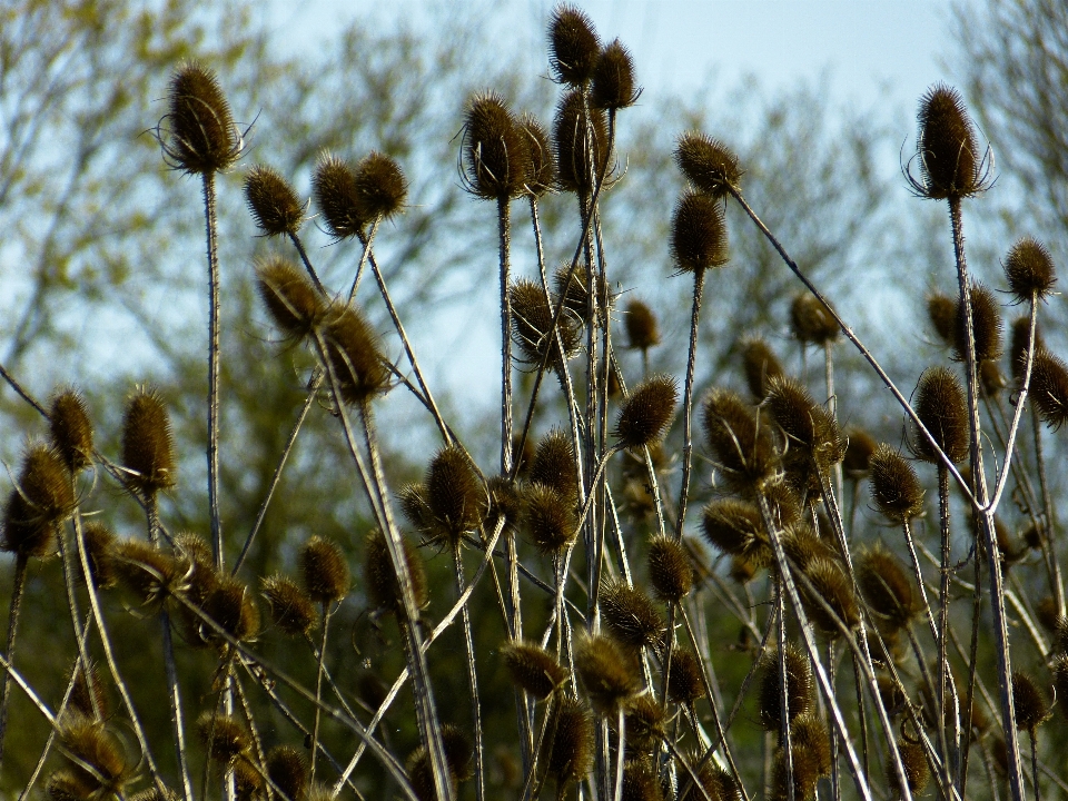 Nature grass branch prickly