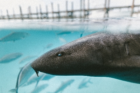 Meer wasser unter biologie Foto