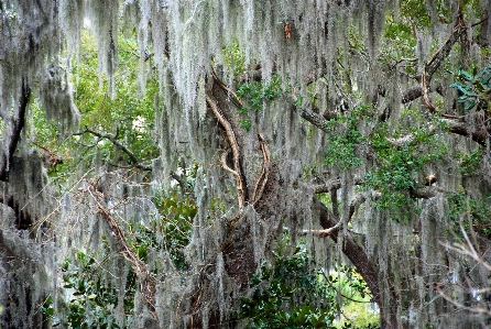 Landscape tree nature forest Photo