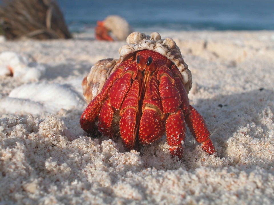 Beach sand ocean wildlife