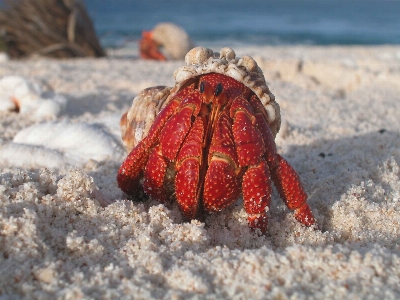 Beach sand ocean wildlife Photo