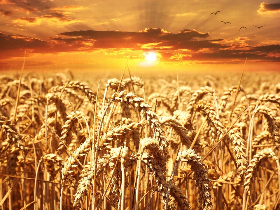 Plant sunset field wheat