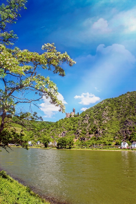 Landscape tree water nature