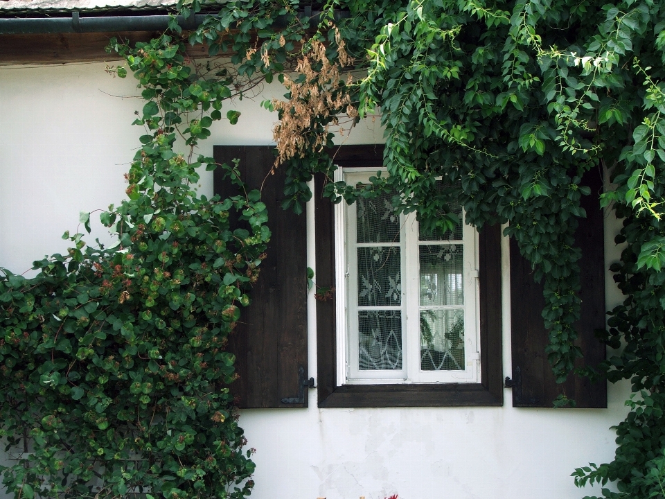 Albero architettura pianta villa