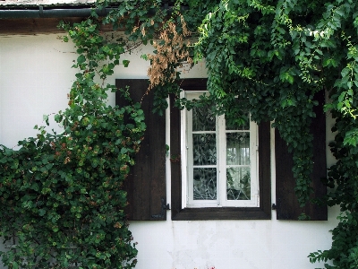 Tree architecture plant villa Photo