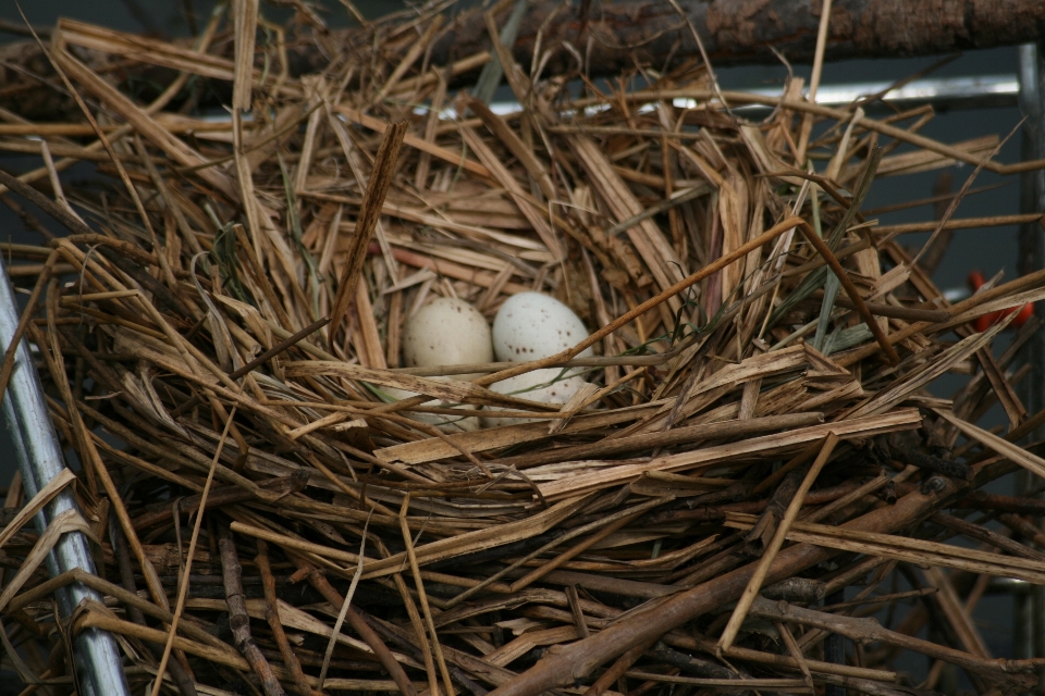 Natura oddział ptak jezioro