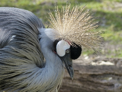 Bird wing animal wildlife Photo