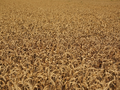 Nature grass plant field Photo