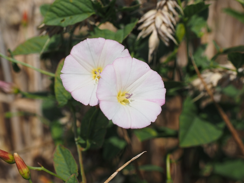 Naturaleza florecer planta blanco