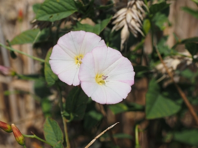 Nature blossom plant white Photo