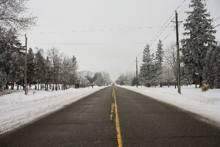 Tree forest snow cold Photo