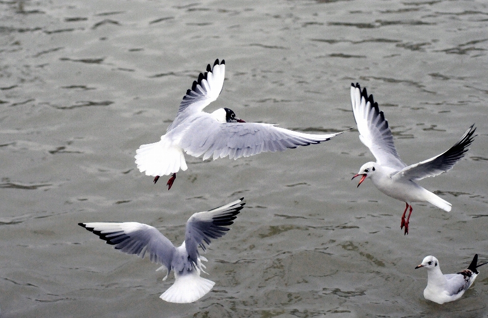 Meer ozean vogel flügel