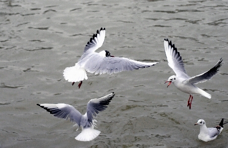 Sea ocean bird wing Photo