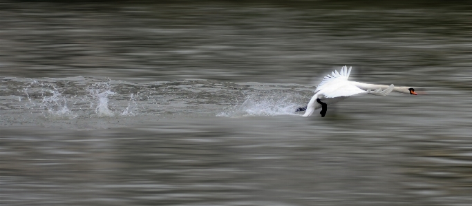 Sea water nature bird Photo