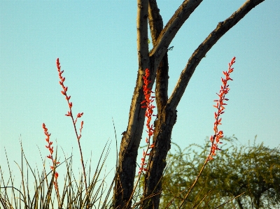 Landscape tree nature grass Photo