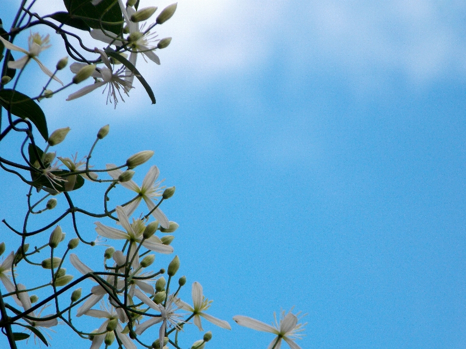 Landscape tree nature outdoor