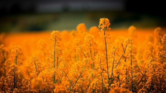 自然 草 花 植物 写真