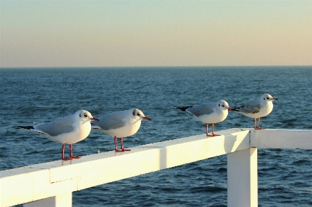 Beach sea coast water Photo