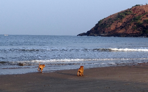 Beach sea coast sand Photo