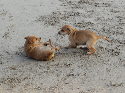 Beach sea sand puppy Photo