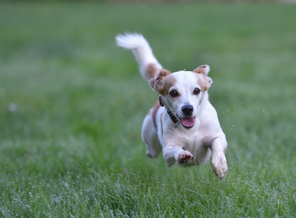 Doğa çimen çayır
 köpek yavrusu