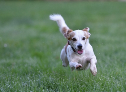 Nature grass meadow puppy Photo