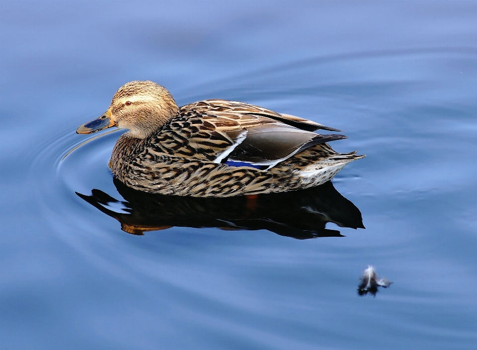 Eau nature oiseau aile