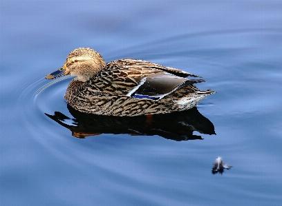 Water nature bird wing Photo