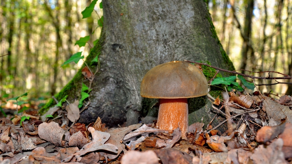 Pohon alam hutan kayu