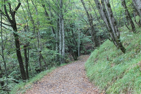 Landscape tree nature forest Photo