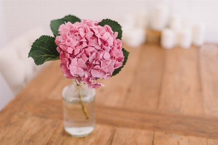 Table plant flower petal Photo