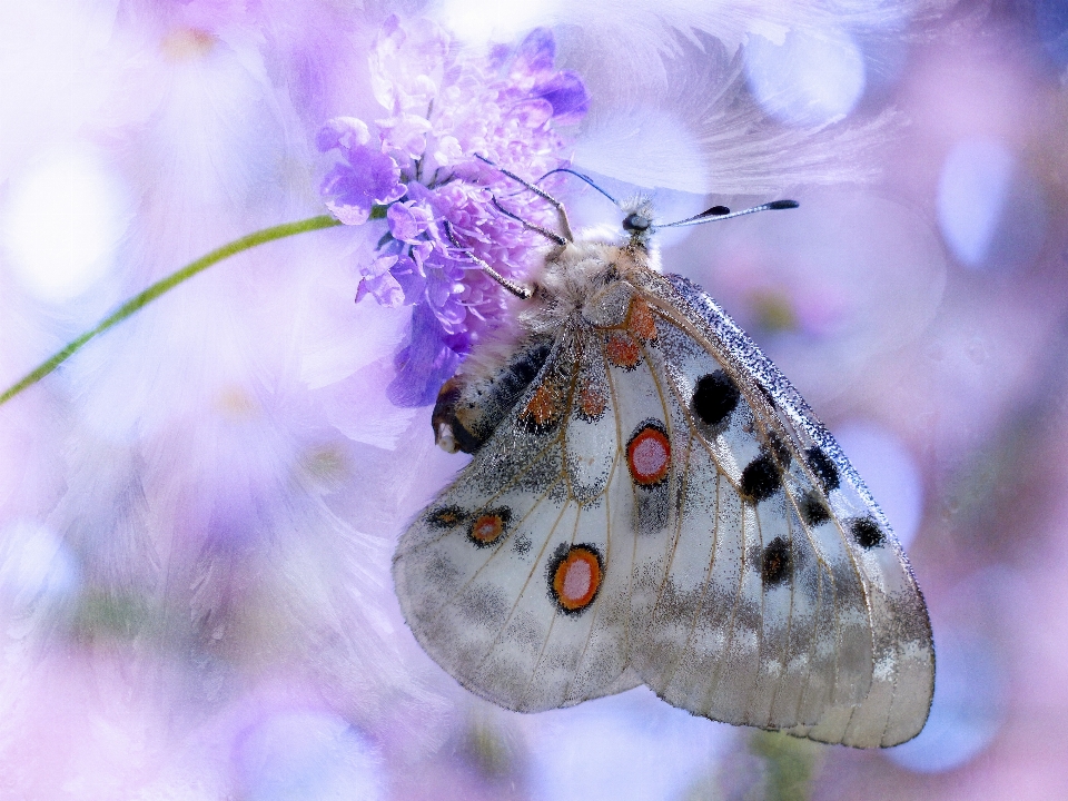 Naturaleza fotografía flor insecto