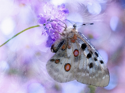 Foto Natura fotografia fiore insetto