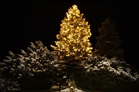 Tree branch snow light Photo