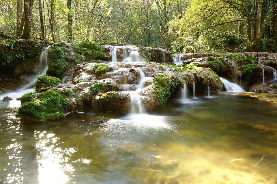 Landscape tree water nature