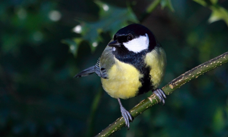 Natura oddział ptak dzikiej przyrody