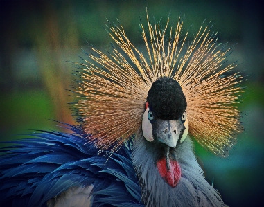 Natur vogel flügel sicht Foto