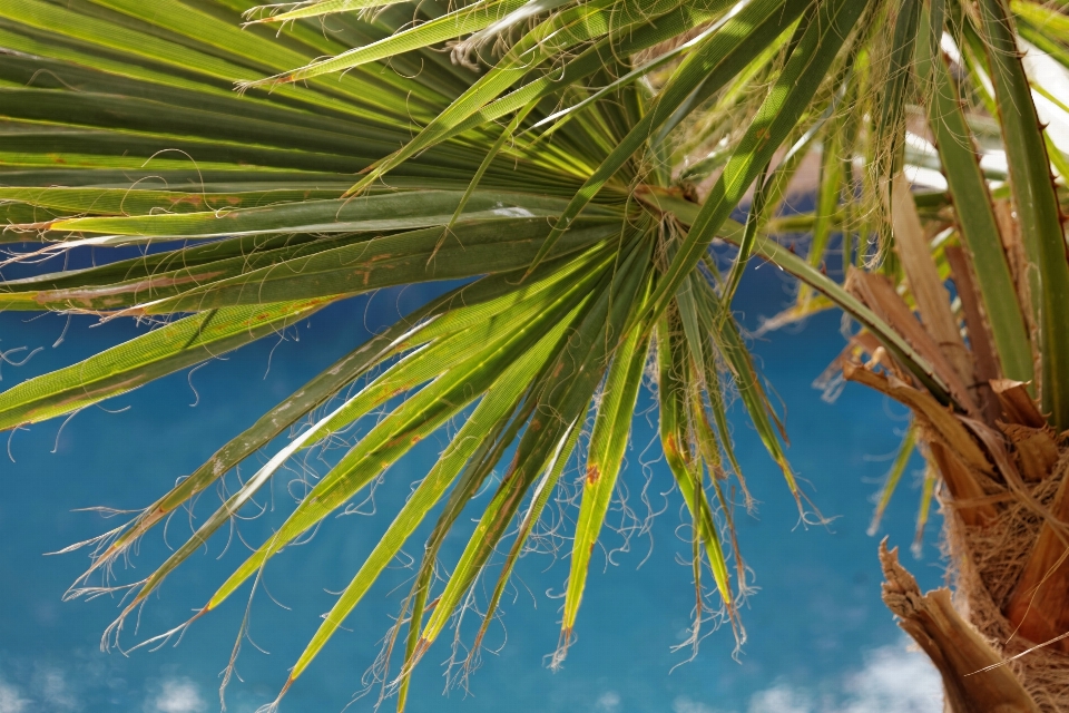 Baum natur gras zweig