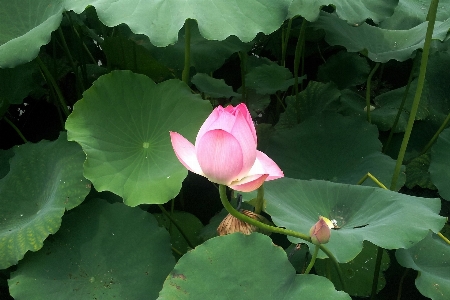 自然 植物 葉 花 写真