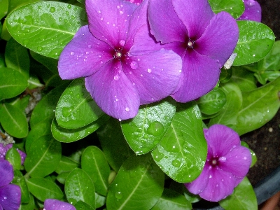 Blossom drop dew plant Photo