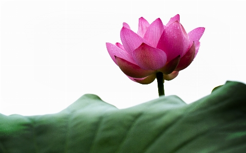 Nature blossom plant leaf Photo