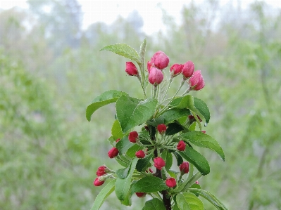 Apple tree nature outdoor Photo