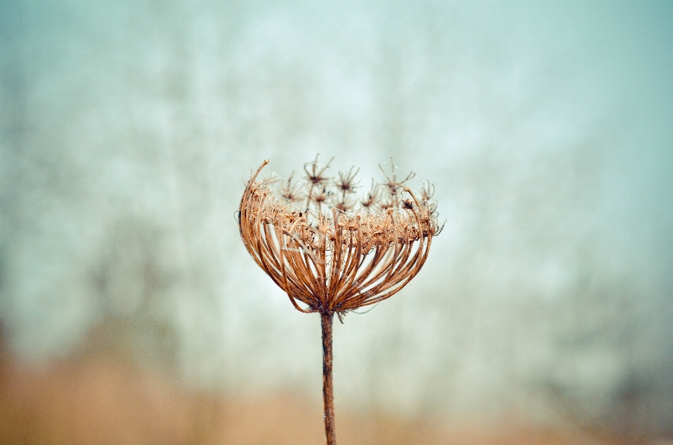 Nature plant photography dandelion